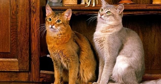 19. Les chats mâles ont une queue plus longue que les chattes.