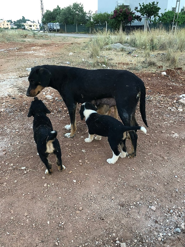Anne köpek ve yavruları...