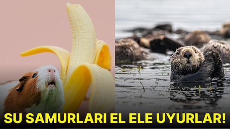 Öğrendiğinizde Seveceğinizi Düşündüğümüz Ufkunuzu Açacak Birbirinden Enteresan 24 Bilgi