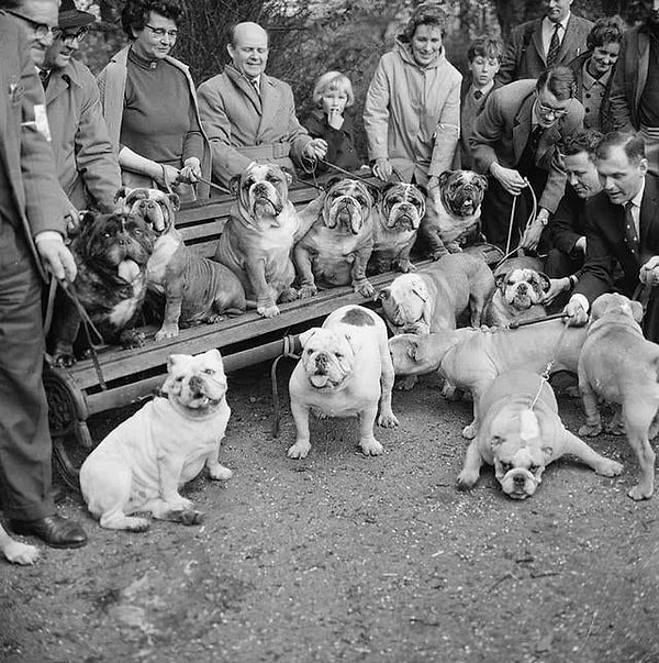 10. Londra'daki Bulldog sahipleri: (1966)