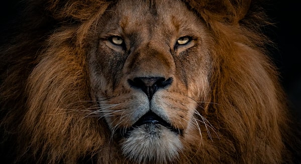 5. Aslanlar, gurur duygusuna kapıldıkları anda eşlerinin önceki aslanlarla olan yavrularını öldürebilir.
