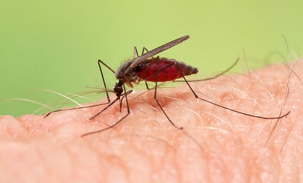 18. Sıtma hastalığına da neden olan bir sivrisinek cinsi olan anofel adlı böcek tarafından ısırılırsanız, gözlerinize solucanlar bulaşabilir ve sizinle 17 yıla kadar yaşayabilirler.