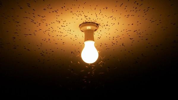 Peki, böceklerin ışığa yönelmesi onlara fayda sağlıyor mu?