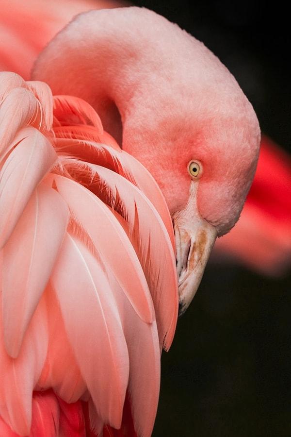 15. Bebek flamingolar pembe değil gri doğar.