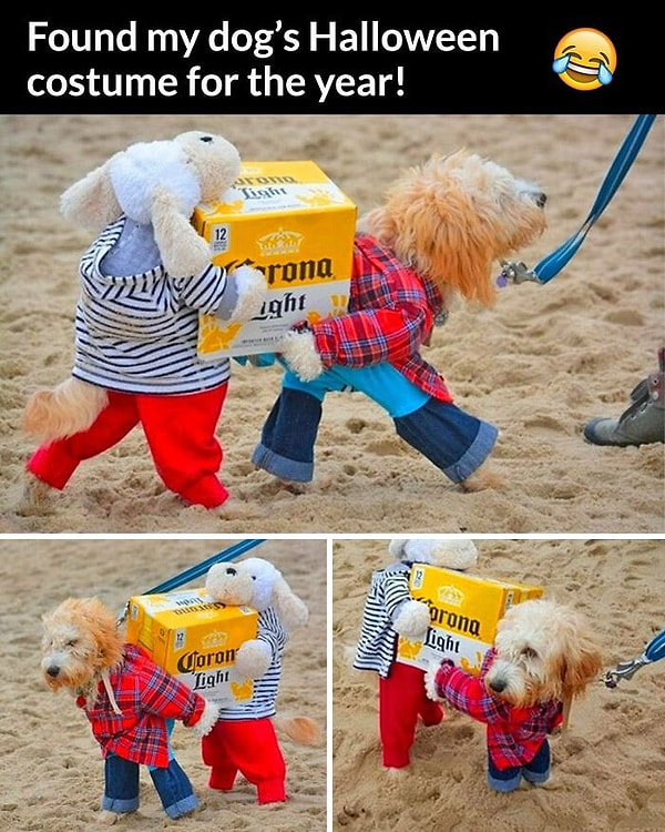 3. Костюм для собаки на Хеллоуин :)