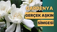 Baharın Habercisi ve Gerçek Aşkın Simgesi Gardenya Çiçeğinin Bakımı Hakkında Tüm Püf Noktalar