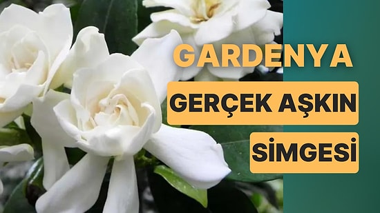 Baharın Habercisi ve Gerçek Aşkın Simgesi Gardenya Çiçeğinin Bakımı Hakkında Tüm Püf Noktalar