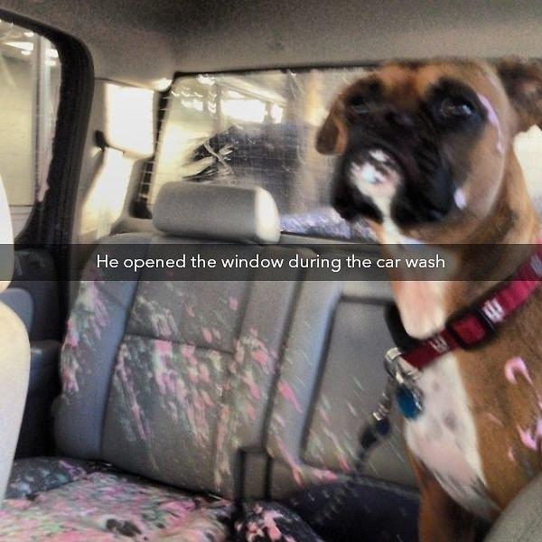 7. "Arabamı yıkatırken köpeğim camı açtı. (Tabii ki yanlışlıkla)"