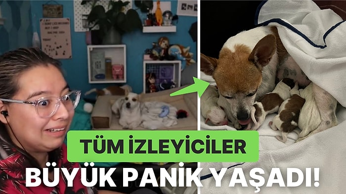 Bu da Oldu! Twitch Yayıncısının Köpeği Canlı Yayında Doğum Yaptı