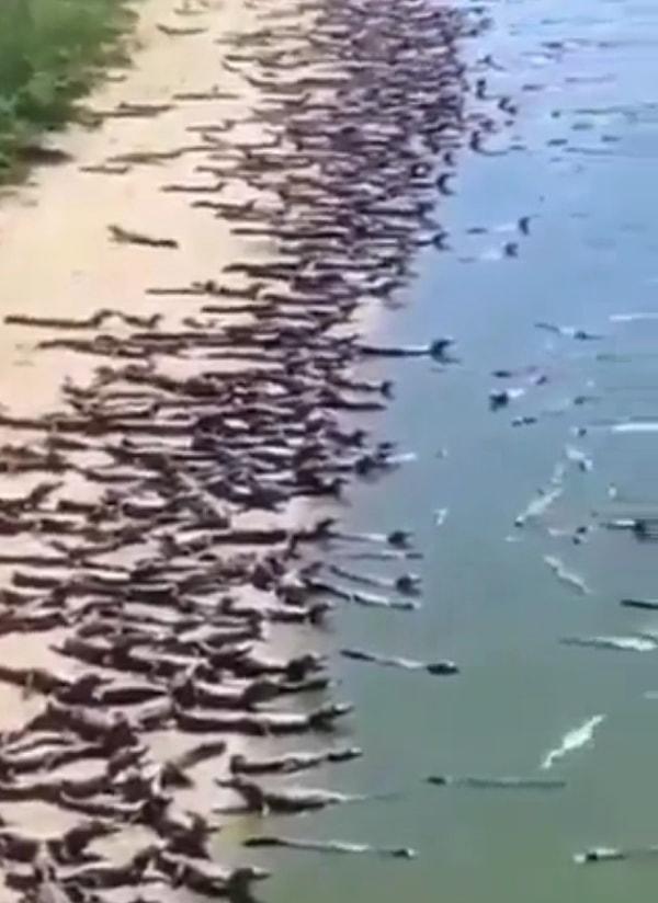 Twitter'da 700 binden fazla takipçisi olan Ken Rutkowsk, çektiği görüntüleri 'Brezilya'da yüzlerce, hatta binlerce timsah sahillerden birini istila etti ve yerel halk panik içinde.' başlığı altında paylaştı.