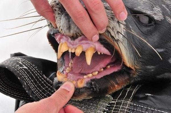 4. Fok balıklarının sosyal medyada genellikle tatlı fotoğraflarını görüyoruz. Peki siz bu balıkların daha önce dişlerini bu kadar yakından görmüş müydünüz?