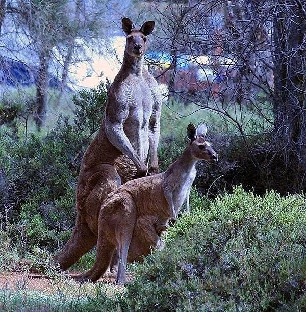 14. Ve son olarak, bir bilgiyle bitirelim; Kanguruların iki tanesi sperm ve bir tanesi doğum için olmak üzere toplamda tamı tamına üç vajinası vardır.