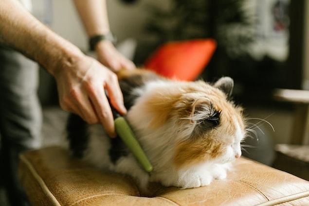 Peignez-vous régulièrement les poils de votre chat ?