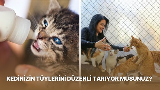 Meğer Kediler Süt İçmemeli, 24 Saatten Fazla Yalnız Kalmamalıymış! Kedi Sahiplerinin En Sık Yaptığı Hatalar