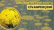 Yaklaşık 80 Türe Sahip Olan ve Birçok Renkte Açabilen Sindirim Sistemi Dostu Bir Bitki: Civanperçemi