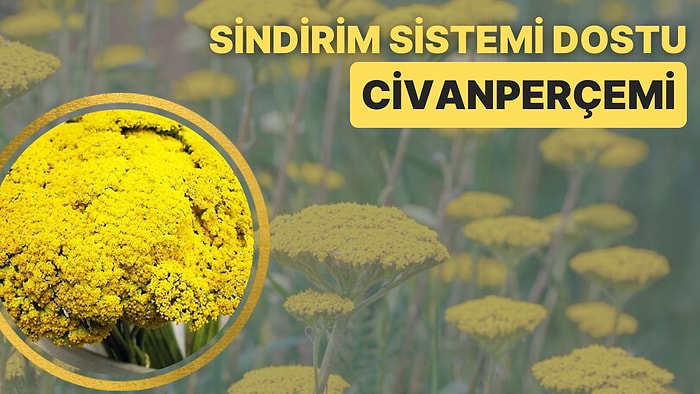 Yaklaşık 80 Türe Sahip Olan ve Birçok Renkte Açabilen Sindirim Sistemi Dostu Bir Bitki: Civanperçemi