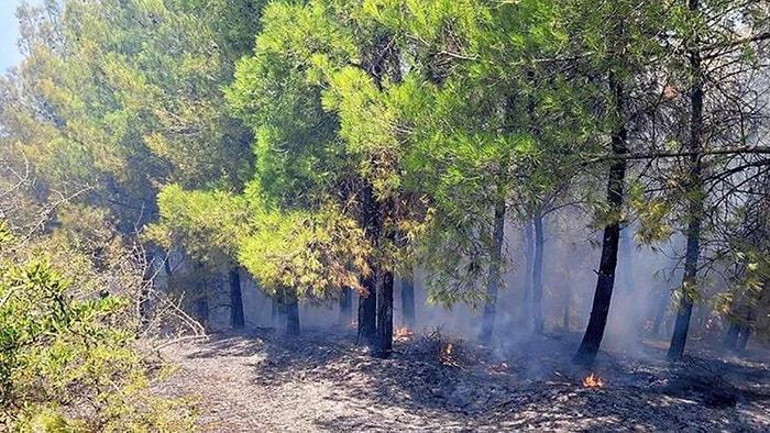 Manisa'da Orman Yangını!