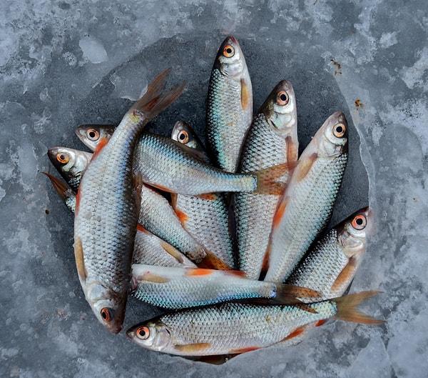 20. Eğer aldığınız balığı 3 saat içinde pişirmeyecekseniz, parça parça değil, tam olarak alın. Böylelikle tazeliği korursunuz.