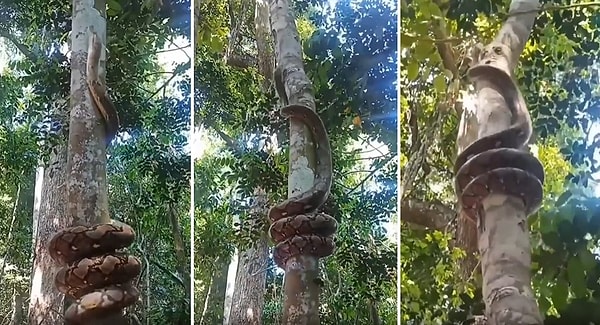 Sosyal medyada paylaşılan ve viral olan görüntülerde, bir yılanın ağaca kolaylıkla nasıl tırmandığını görüyoruz!