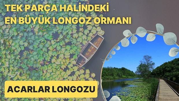 Birinci Derece Doğal Sit Alanı ve Türkiye'nin Tek Parça Halindeki En Büyük Longoz Ormanı: Acarlar Longozu