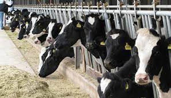 Türk Veteriner Hekimleri Birliği (TVHB) Merkez Konseyi Başkanı Ali Eroğlu, da süt prim desteğinin litre başına 20 kuruştan 1 liraya yükseltilmesini istediklerini söyleyerek, üreticilerin zarar etmesiyle hayvanların kesime gittiğini vurguladı.