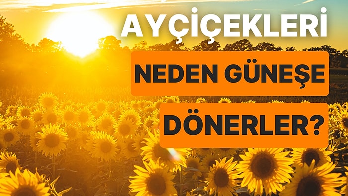 Ayçiçekleri Neden Güneşe Doğru Dönerler?