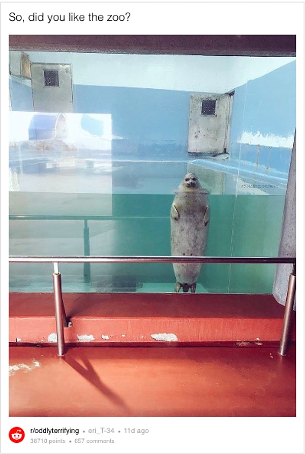 Зловеще выглядящий тюлень: