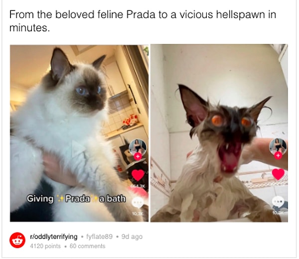Когда кошка не любит купаться, то превращается за минуту из пушистого милого создания в исчадие ада