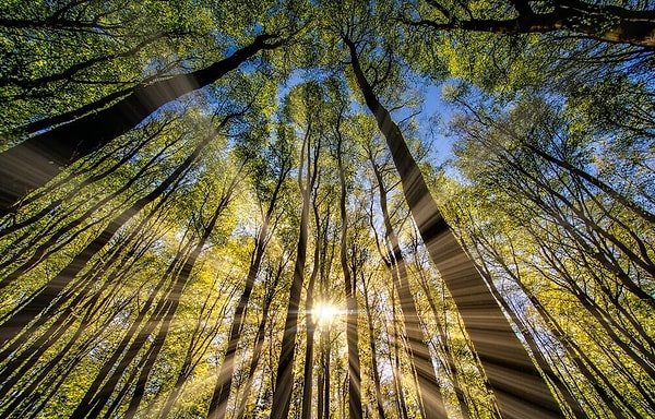 Ağaçların arasından gelen Güneş ışığı - Komorebi (木漏れ日)