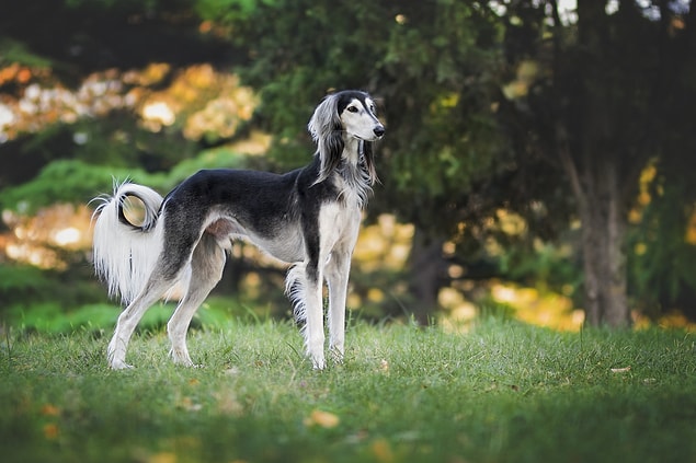 9. Köpek uluması