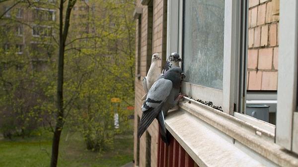 17. Kuşların pencere kenarına konmasını istemezler.