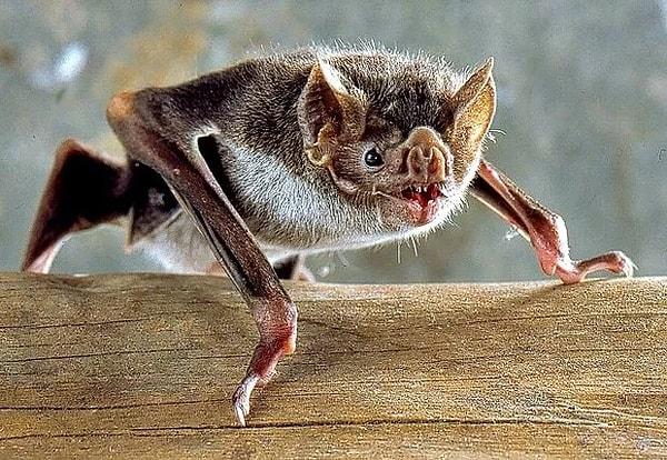 12. Vampir yarasalar, son bir veya iki gün içerisinde yeterli beslenmemiş diğer vampir yarasalarla yiyeceklerini paylaşırlar.