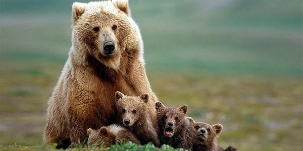 16. Anne ayılar bazen terk edilmiş yavruları alıp kendi yavruları gibi emzirirler.