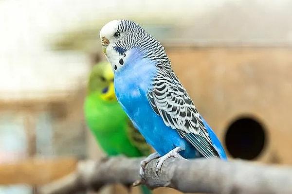 21. Kuşlar, eşlerinin ve akrabalarının seslerini tanırlar.