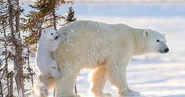 24. Yavru kutup ayıları annelerini çok iyi dinlerler, hatta bazen annelerinin hareketlerini birebir taklit ederler.