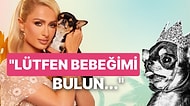 Kaybolan Köpeğini Bulmak İçin Medyum ve Dedektif Tutan Paris Hilton, Bulana Büyük Ödül Vereceğini Söyledi