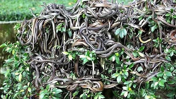 Çeşit çeşit yılanlarla dolu olan ve tahminen 430 bin yılan olduğu düşünülen bu adaya girişler Brezilya yasaları ile yasaklandı.