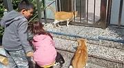 Kedilere Su Veren 6 Yaşındaki Çocuğa Bin Lira Para Cezası