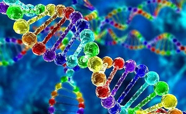 16. Hangi genetik yapı diğerlerine göre daha büyüktür?
