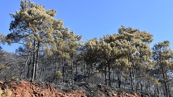 Marmaris Yangınının Çıkış Anı: Dakikalar İçinde Yayılmış