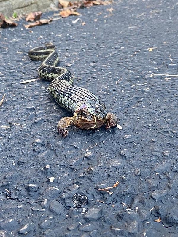 8. Bir kurbağayı bütün halde yutan ürkütücü bir yılan: