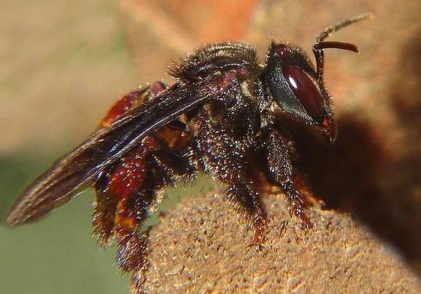 7. Akbaba arılarının polenle değil de etle beslendiklerini biliyor muydunuz?