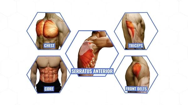Şınav çekerken göğüs, triseps, ön omuz, karın ve serratus anterior isimli kaslarınız çalışır.