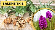 Kışın İçimizi Isıtan Mis Gibi İçecek Salepin Elde Edildiği Salep Bitkisi Hakkında Her Şey