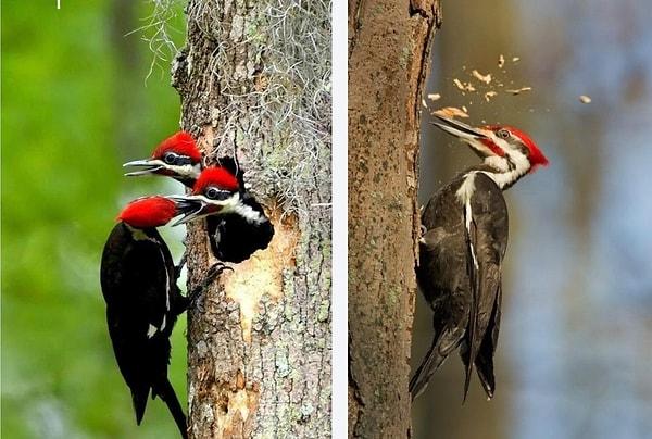 Genellikle yalnız kuşlar olarak bilinen ağaçkakanların öyle bir türü var ki onlar oldukça karmaşık bir aile yapısına ve muhtemelen sizden daha fazla arkadaşa sahip.