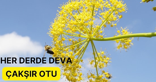 Sarı Çiçekleriyle Şifa Veren Çakşır Otu, Faydaları ve Kullanım Alanları