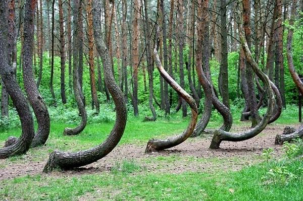 16. Çarpık Orman - Polonya