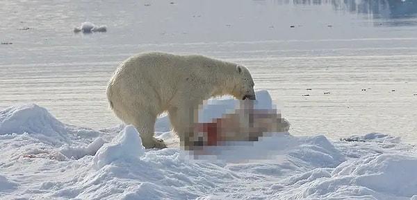 13. Kendi türünü yiyen bir kutup ayısı: