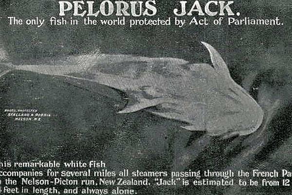 Tam adı Pelorus Jack olan bu yunus, son derece zeki ve cesurdu, kıyı boyunca rehberlik ettiği gemilerin tam önünde gidiyordu.