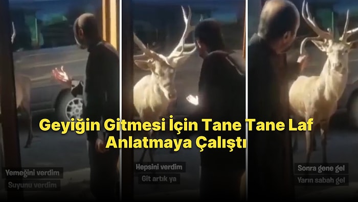 Restoranın Mutfak Bölümüne Girmek İsteyen Geyiği Kovmaya Çalışan Restoran Şefinin Viral Olan Görüntüleri